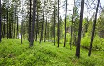 616 Ranch Road, Bigfork