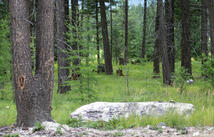 Address To Be Determined The Woodlands, Whitefish