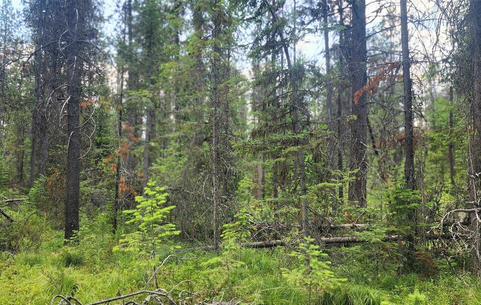 9295 Highway 93 N, Olney