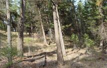 Lot 8 Coyote Ridge Pass Road Whispering Pines, Fortine