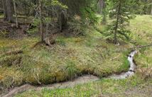 1776 Coon Hollow Road, Kila