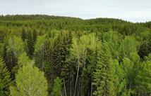 Nhn Soaring Eagle Trail, Fortine