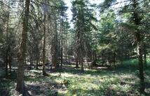 Nhn Jewel Basin Ranch Road, Bigfork