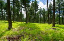 182 Rosewood Lane, Whitefish