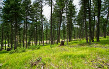 182 Rosewood Lane, Whitefish