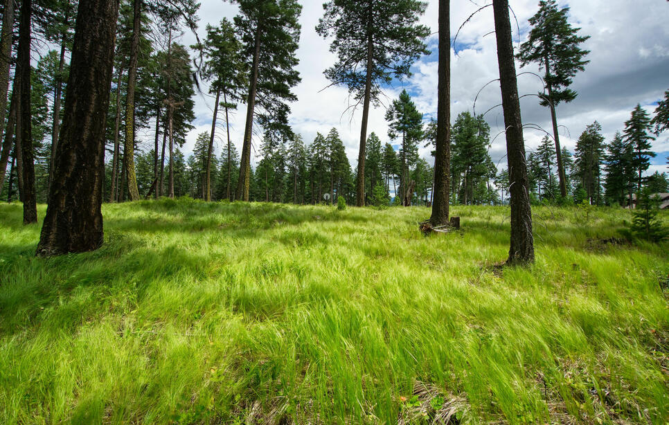 182 Rosewood Lane, Whitefish