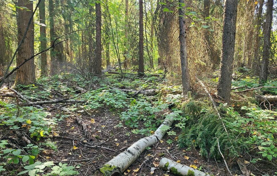 1043 Oakmont Lane, Columbia Falls