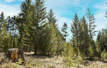 Lot 1 B Meadow Springs Road, Fortine