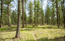 Nhn Bowdish Road, Kalispell