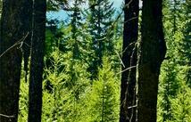 964 Northwoods Drive, Whitefish
