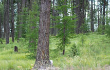 149 Rosewood Lane, Whitefish