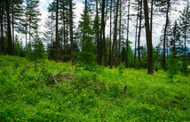 161 Rosewood, Whitefish