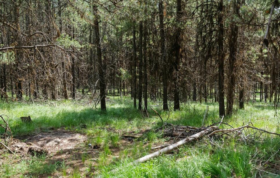 182 New Timber Ridge Trail, Marion