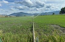 Nhn Lower Lynch Creek Road, Plains