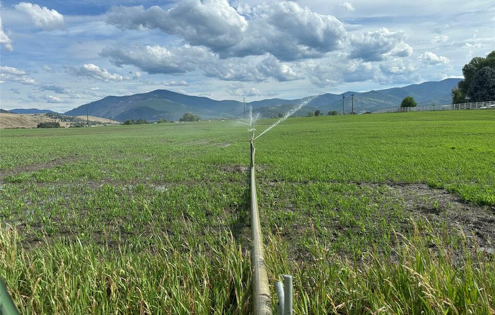 Nhn Lower Lynch Creek Road, Plains
