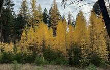 Nhn Meadow Creek Road, Fortine