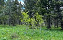 595 Wapiti Lane, Bigfork