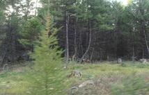 Lot 7 Whispering Pines Subdivision, Fortine