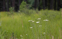 185 Rosewood Lane, Whitefish