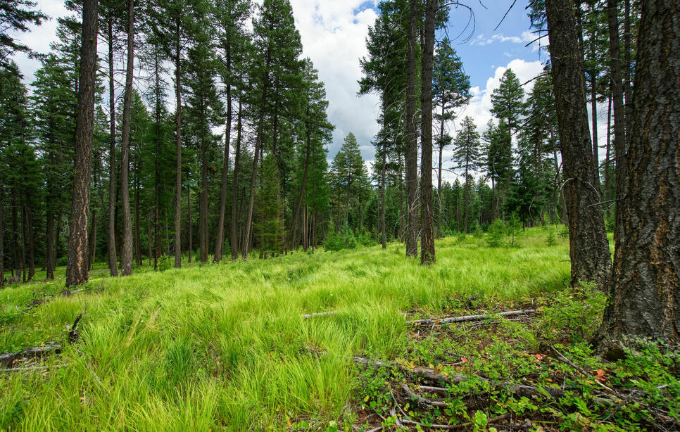 185 Rosewood Lane, Whitefish