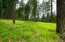 142 Rosewood Lane, Whitefish