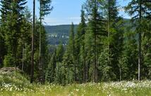 Nhn Logan Creek Road, Whitefish