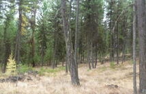 Tbd Tract 35a High Country Road, Plains