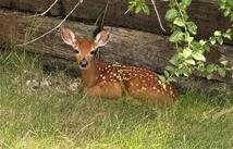 50 Baron Lane, Eureka