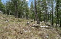 Nhn Elk Ranch Road, Kila