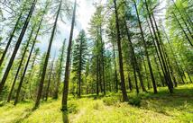 1340 Lion Mountain Drive, Whitefish