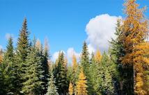 Lot 8 Tamarack Lane, Rexford