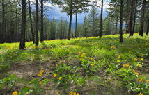 Nka Tooley Creek Road, Rexford