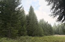 47466 Harmony Lane, Proctor