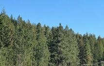 8575 Mt Hwy 35, Bigfork