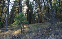 Gut Creek Road, Eureka