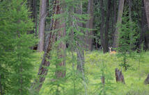 Address To Be Determined The Woodlands, Whitefish