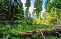 595 Wapiti Lane, Bigfork