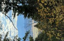 Nhn Abbey Road, Whitefish