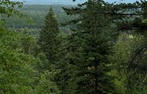 Nhn Abbey Road, Whitefish