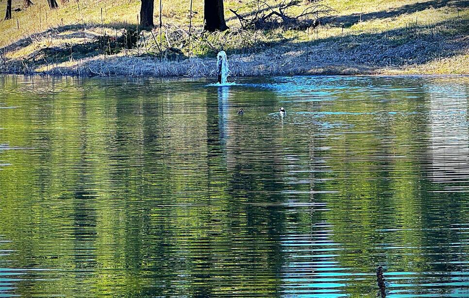 397 Malama Aina Road, Eureka