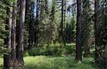310 Moose Creek Road, Polebridge