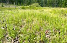 95 Blaney Lane 12 Gross Acres, Kila