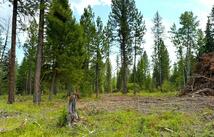 95 Blaney Lane 12 Gross Acres, Kila
