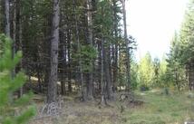 Lot 8 Whispering Pines Subdivision, Fortine