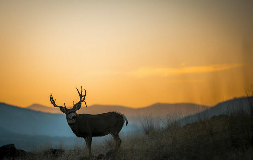 44625 Wild Horse Island Lane, Dayton