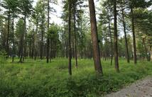 132 Squirrel Lane, Whitefish