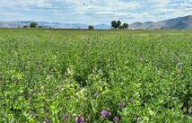 Nhn Garcon Gulch Road, Hot Springs
