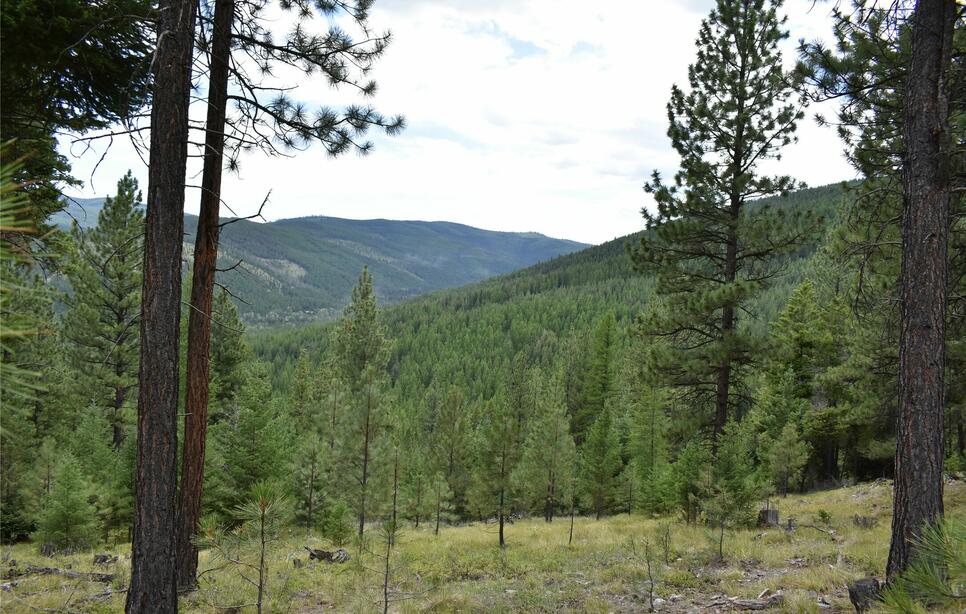 Nhn Wild Bill Road, Kila