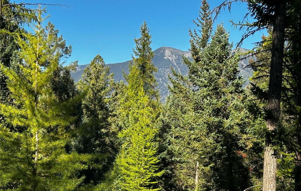 51 Coffee Drive, Eureka