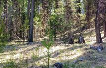 Lot 7 Whispering Pines, Fortine